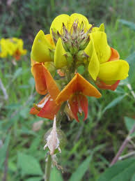 Image result for Crotalaria micans