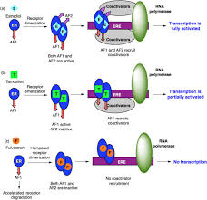 Image result for Selective Estrogen Receptor Modulator