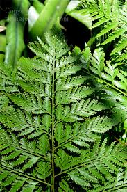 Image result for Rhynchosia divaricata