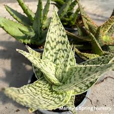 Image result for Aloe wildii