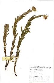 Image result for Gnidia kraussiana