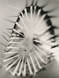 Jimmy DeSana, an iconoclast even within the 70s avant-garde, is finally  entering mainstream consciousness