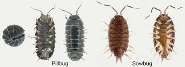 Good cultural practices can help reduce sow bugs in the garden, as well as other, more destructive bugs that damage crops. Pest Of The Month Pillbugs Nebraska Extension Community Environment Nebraska