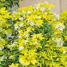 Maybe you would like to learn more about one of these? Choisya Ternata Lich Sundance Mexican Orange Blossom