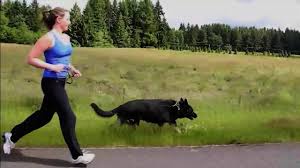 Running Your Dog How Much Is Too Much German Shepherd