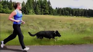 running your dog how much is too much german shepherd