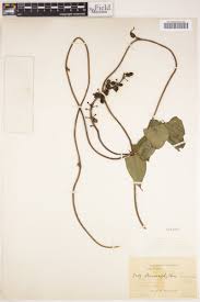 Image result for Dioscoreophyllum