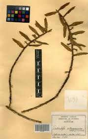 Image result for Tridactyle anthomaniaca