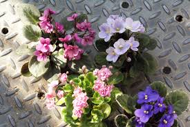 For rapid multiplication and genetic manipulation of african violets (saintpaulia ionantha wendl.) was aimed at developing a rapid and efficient regeneration and adaptation system from leaf explants. Propagation Of The African Violet Space For Life