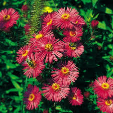 Raublatt Aster Alma Potschke Rot 11 Cm Topf Pflanzen Gartencenter Und Winterharte Stauden