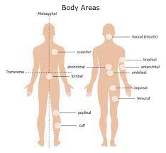 The 5 vertebrae in the lower back form the lumbar region of the spine. Anatomical Terms Meaning Anatomy Regions Planes Areas Directions