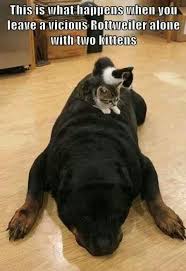A Big Vicious Rottweiler And Two Cute Cuddly Kittens Cute Animals Funny Animal Pictures Funny Animals