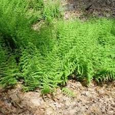 Image result for Microlepia speluncae