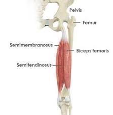 Semimembranosus, semitendinosus and biceps femoris). Hamstring Tendon Repair Cork Ir Hamstring Injury Waterford Ir