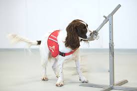 It's almost impossible to make a diagnosis on symptoms alone, but a few of the most common symptoms of dog tumours are as follows Covid 19 Detection Dogs Trial Launches Gov Uk