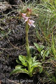 Image result for Disa stairsii