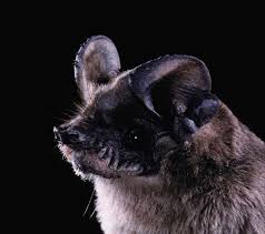 Bats Archives - Northern California Bats