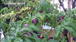 Learn how to train your trees for productivity and prune to remove dead, diseased or broken limbs. Dwarf Santa Rosa Plum Tree Pruning Plum Plants Purple Fruits Planting Types Of Small Fruit Trees Video Dailymotion