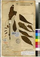 Image result for Acanthus mayaccanus