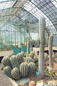 jardin des serres d auteuil in paris cactus house plants plants cactus plants