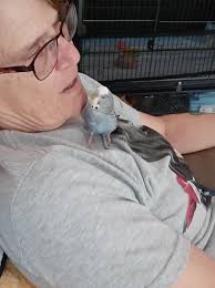 For The Love of Budgies