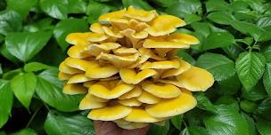 Eat the Neighborhood Foraging Walk: Long Grove