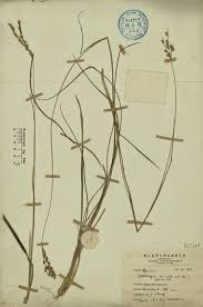 Image result for Alloteropsis semialata