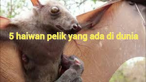 Di sini, sinarplus senaraikan beberapa spesies orang utan adalah antara haiwan yang paling bijak di dunia, mereka dapat menggunakan pelbagai alat yang kompleks dan membina sarang. 5 Haiwan Berhidung Pelik Haiwan Pelik 5haiwan Youtube