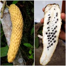 Image result for Annona