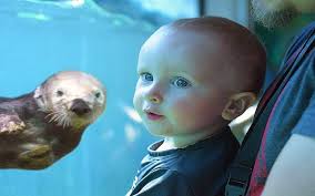 Stop by and say hi to the adorable sea otters, or come see the mesmerizing jellyfish. Vancouver Aquarium Conquered In A Thorough Guide Vancouver Planner