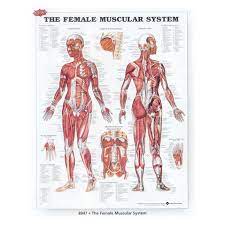 Muscles of the leg laminated anatomy chart. Comprehensive Female Muscular System Chart Annotated For Learning