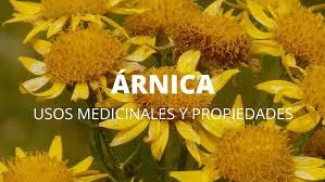 Cancerina Para Que Sirve Y Como Se Prepara Arnica Usos Medicinales Y Propiedades