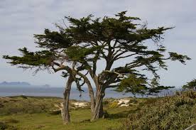 Image result for Marsilea macrocarpa