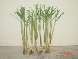 Image result for Cymbopogon nardus