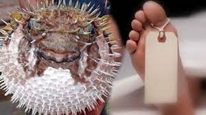 Oleh karena itu masyarakat perlu waspada saat akan makan hewan tersebut, karena racunnya membahayakan bagi yang memakan. Racun Ikan Buntal Membuat Satu Keluarga Tewas Dokter 1 200 Kali Lebih Beracun Ketimbang Sianida Tribun Palu