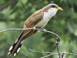 Black Bird With White Spots On Wings And Tail Yellow Billed Cuckoo Love Using The Pattern On The Tail As A Design Element This Species Of Cuckoo Will Sometimes Lay It S Eggs In Othe In 2020 Cuckoo Birds Species