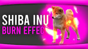 Shiba Inu Token Update Shiba Inu Burn And Shiba Nfts Explained This Altcoin Will 10x Youtube