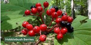Tree and Shrub Identification Workshop at Distant Hill