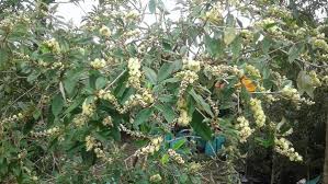 Image result for Croton gratissimus