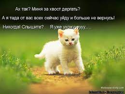 Ах так? Миня за хвост А я тада от вас всех сейчас yi Никогда! Слышите? Я  уже U ф. / котоматрица / смешные картинки и другие приколы: комиксы, гиф  анимация, видео, лучший