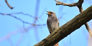 Image result for Kohlmeise vogelhouse