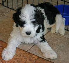 Black And White Portuguese Water Dog Puppies Portuguese Water Dog Puppy Portuguese Water Dog Portugese Water Dogs