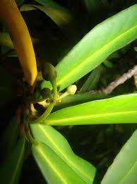 Image result for Brexia