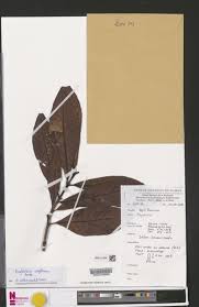 Image result for Psychotria vogeliana