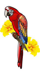 parrot clipart guacamaya picture 1830810 parrot clipart guacamaya webstockreview