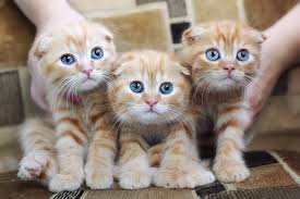 Kedi Alerjisi Sebepleri Belirtileri Ve Onlemleri My Animals