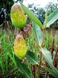 Image result for Pachycarpus lineolatus
