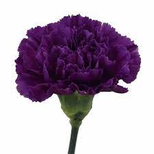 Blackish Purple Carnation Flowers Fiftyflowers Com Purple Carnations Carnation Flower Carnations