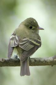 Birds That Don T Fly 94 Learn To Live Love Laugh And Enjoy Family Beautiful Birds Nature Birds Bird
