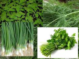 какой способ размножения используют при выращивании картофеля и лука Domashnyaya Mini Teplica Svoimi Rukami Super Sposob Vyrashivaniya Zeleni Bez Zemli Youtube Mini Teplica Ogorod